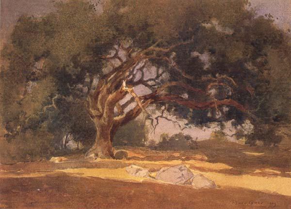 unknow artist Oak Canopy